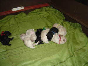 auroraspups011.jpg