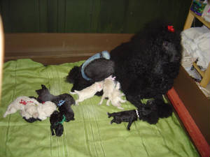 auroraspups014.jpg