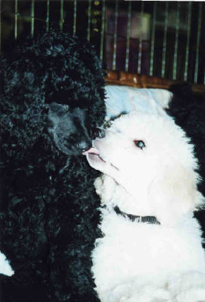 kissingimg116.jpg
