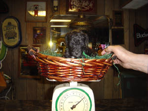 pups26h001.jpg