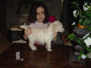 pups4wks024.jpg