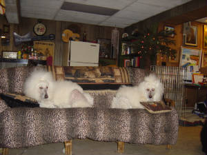xmasdogs015.jpg