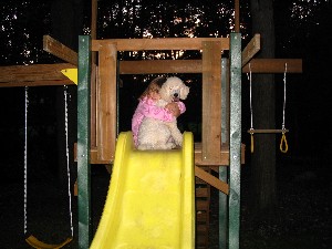 jenny2a.jpg