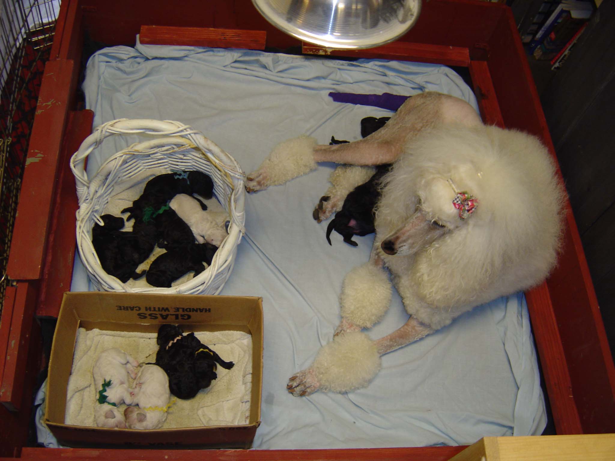 lola-pups040.jpg