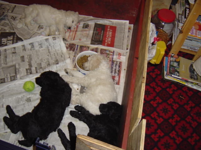 lolaandbabies6weeks06.jpg