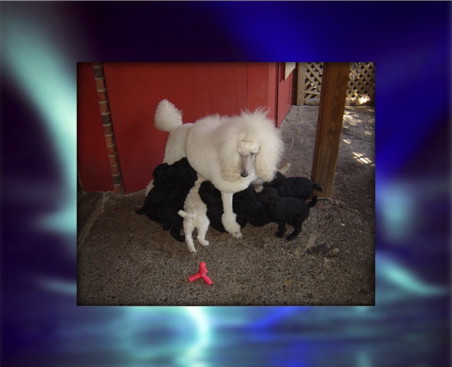 lolababies6weeks001.jpg