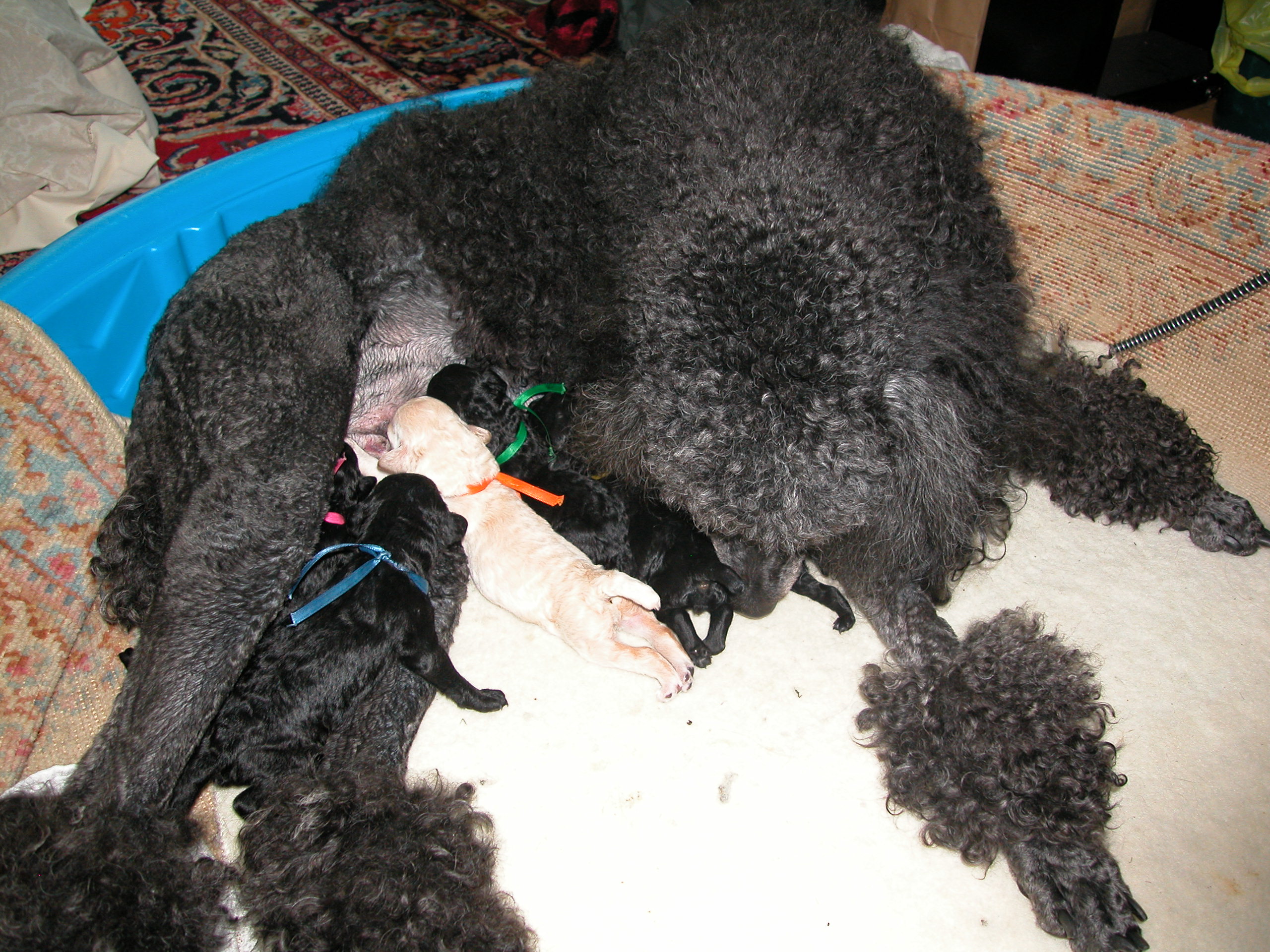 meimeipups009.jpg