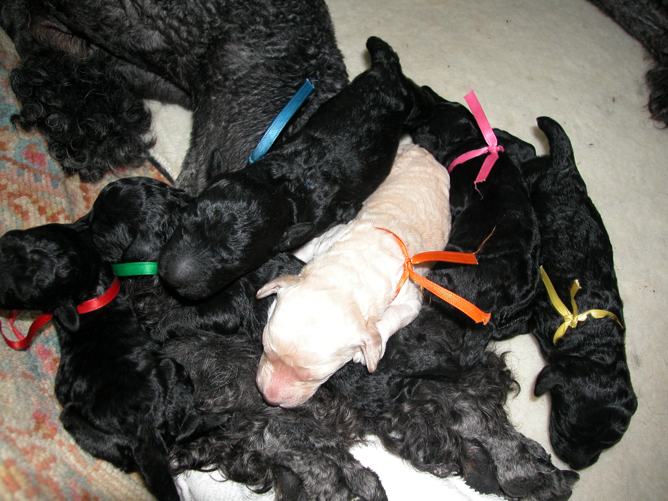 meimeipups023.jpg