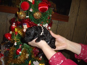 pups1-7-04001a.jpg