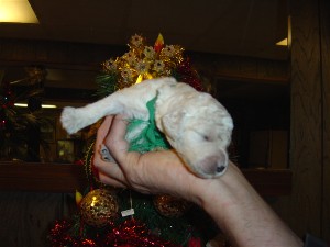 pups1-7-04005a.jpg