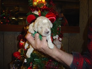 pups1-7-04006a.jpg