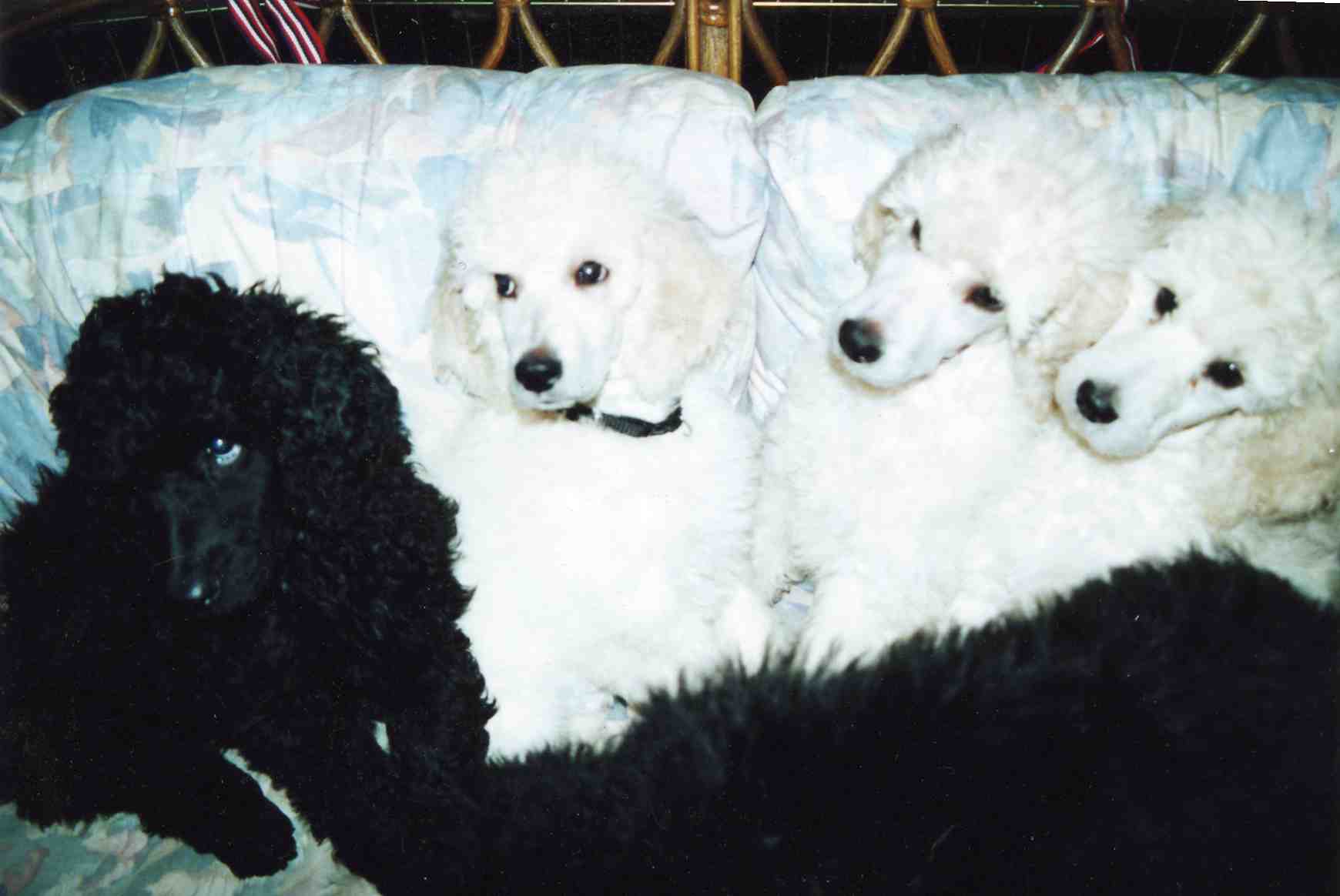 pupsoncouchimg110.jpg
