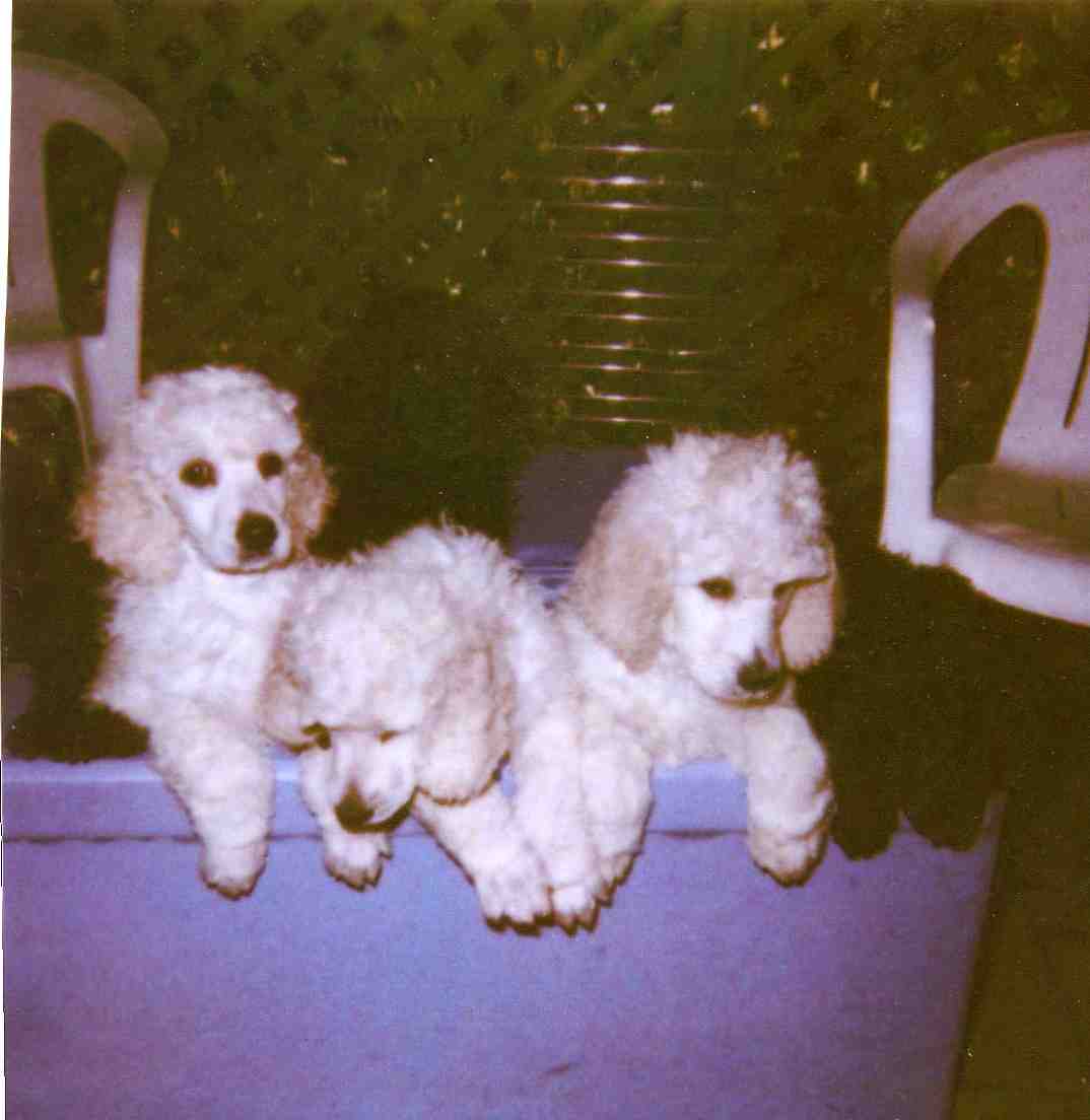 pupstoyboximg113.jpg