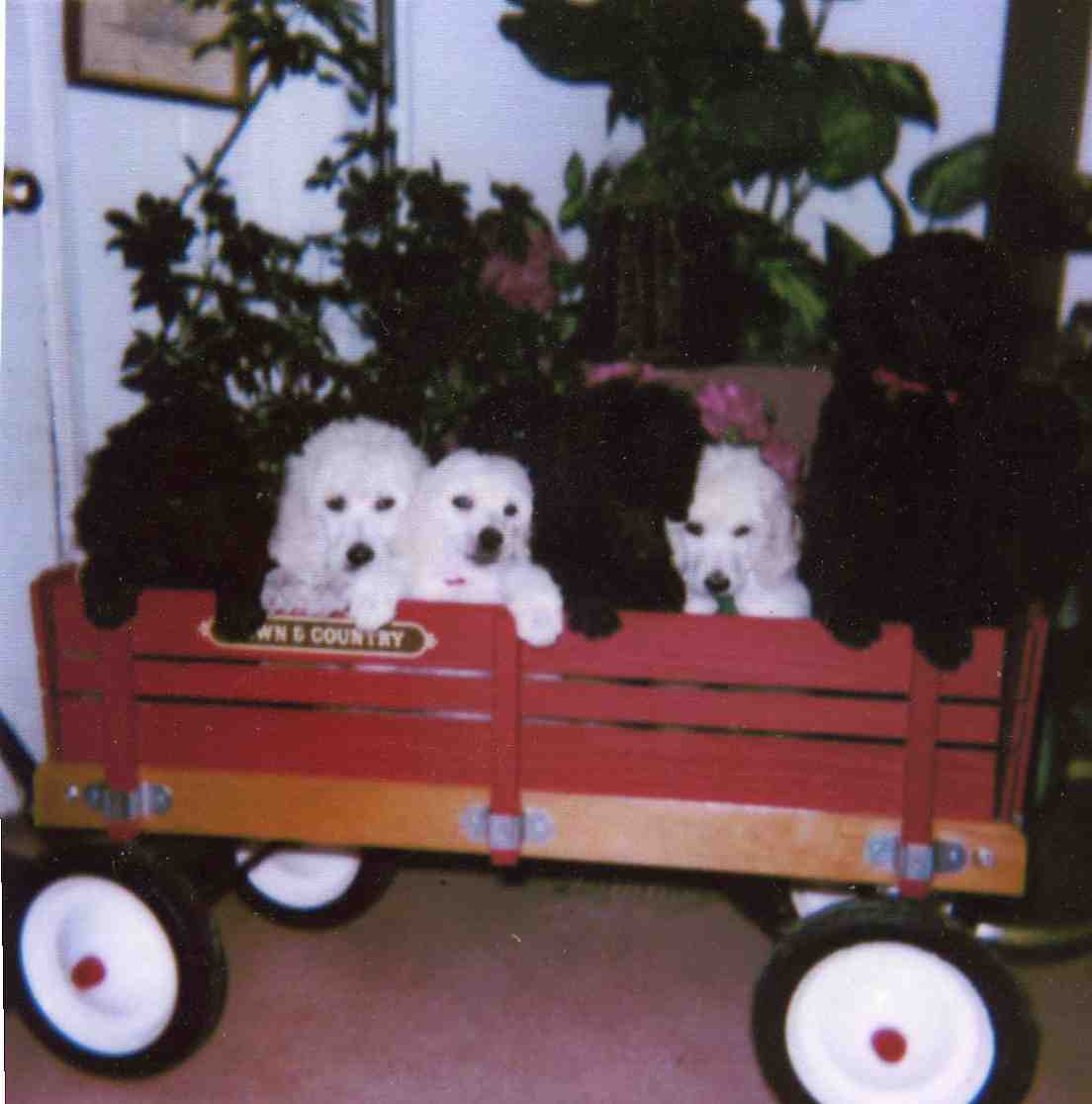 wagonimg117.jpg