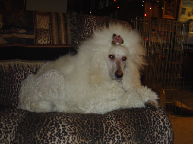 xmasdogs017.jpg