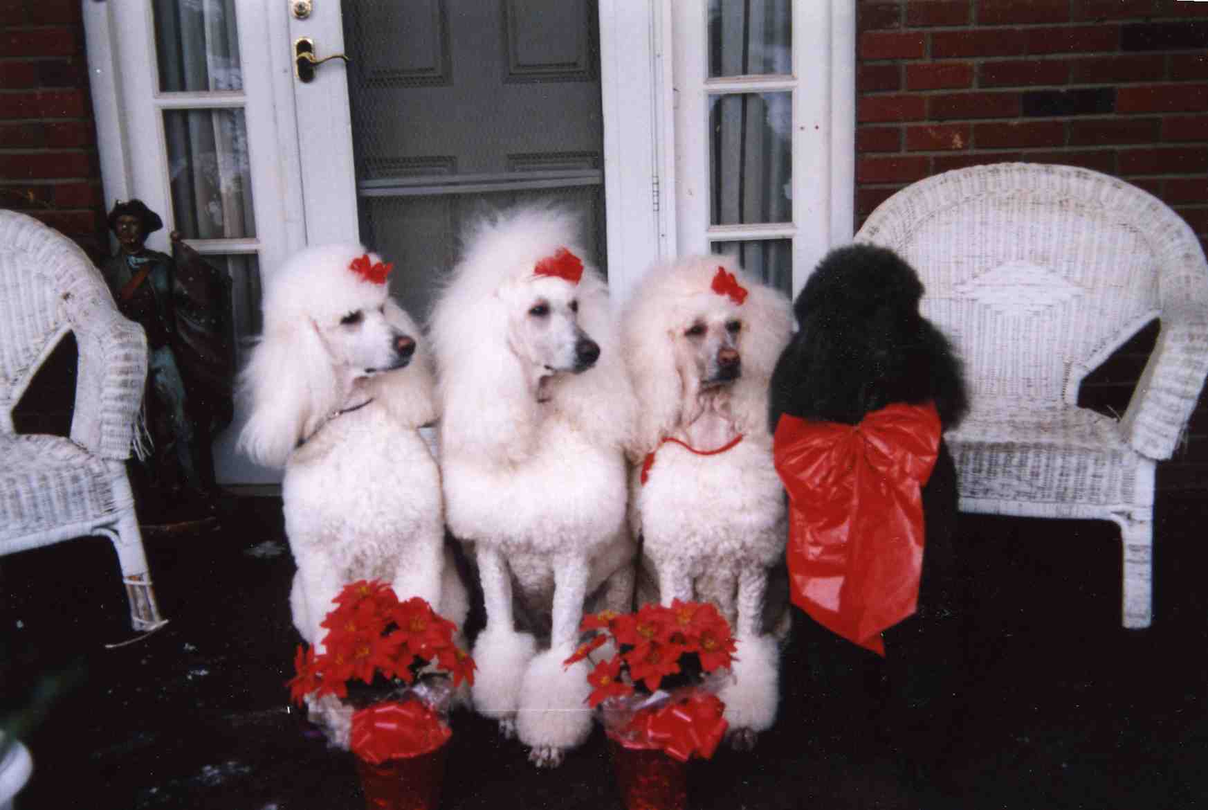 xmasimg118.jpg